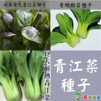 在飛比找蝦皮購物優惠-現貨-日本紫色青江菜種子 巨無霸耐熱青江菜種子 青梗白菜（ 