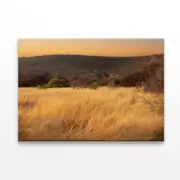Grassland Glows Golden in Namibia Print 100% Australian Made 150 x 100cm (Stretched)