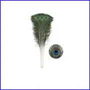 Vibrant 20pcs Peacock Feathers for Floral Arrangements & Craft Projects