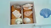 Shell Napkin Rings Wooden Rings Set of 6 Six Different Shells New In Box