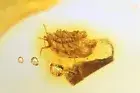 Rare Coccid Ortheziidae Gnat with Mites. Fossil inclusions Baltic amber #10688