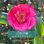 *CORA STUDIO*台灣原生花精系列-山茶花精。女性魅力、優雅自信、做自己、成熟美麗