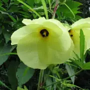 Ambrette Seed Pure CO2 Extract (Musk), Hibiscus abelmoschus, Perfume, Perfumery