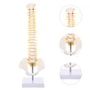 anatomical skeleton Human Skeleton Model Spine Model Full Body Mannequin
