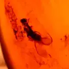 Beautiful Winged Termite in Burmite Amber Fossil Gemstone Dinosaur Age