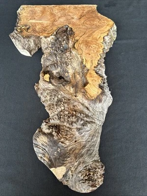 Spalted Maple Burl, Live Edge, 24” Long, 6” To 14” Wide, 1 13/16” Thick, Dry