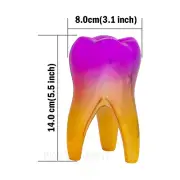 Dental Teeth Model Dentist Gift Artware Teeth Clinic Colored Decorations 14x8cm