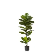 [James Lane] Fiddle Leaf Fig Tree - 50cm x 50cm x 110cm