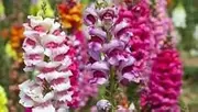Snapdragon Giant Mix 200 Seeds Scented Border Cut Flowers Bees Cottage Garden