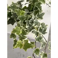 在飛比找蝦皮購物優惠-歐洲之星｜斑葉常春藤｜克里木常春藤｜🌿植悟誌 4吋盆或4.5