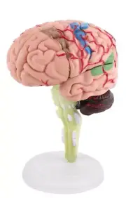 4D Anatomy Brain Model Disassembled Human Brain Model For Learning / Teaching