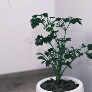 原植｜植物｜綠葉福祿桐·富貴樹·招財植物·觀葉植物·室內植物·新年花禮·3吋