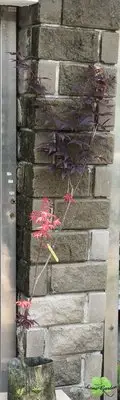 在飛比找Yahoo!奇摩拍賣優惠-~長榮~【紅猩猩楓樹】8吋（紅楓 觀賞花木 槭樹 紫葉槭 節