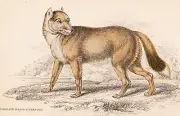 FALKLAND ISLANDS WOLF WARRAH GLOSSY POSTER PICTURE PHOTO PRINT BANNER 10139