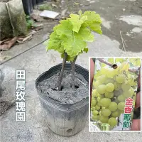 在飛比找Yahoo!奇摩拍賣優惠-╭＊田尾玫瑰園＊╯金香葡萄、葡萄苗【4.5吋黑軟盆 高度約1