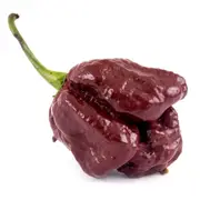 Chilli - Trinidad 7 Pod Brown seeds