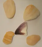 Sea Shell Worry Stones - 5 shell frags - Anxiety/Stress relief