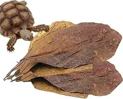 Terminalia Catappa Leaves, Aquarium Almond Foliage, Betta Fish Toys, 10Pcs Catappa for Lowering PH Levels, Improving Water Quality, Natural Plant, Freshwater Fish Habitat