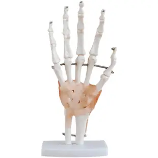 醫學人體手關節模型 附韌帶手關節模型 手骨尺骨橈骨模型 人體骨骼 手足外科 醫學教學模型
