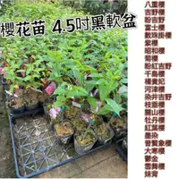 在飛比找蝦皮購物優惠-田尾玫瑰園 | 【全品種櫻花苗】福爾摩沙櫻、粉吉野、河津櫻、