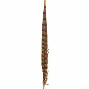 30" to 32" Reeves Pheasant Tail Feather - Orange
