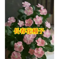 在飛比找蝦皮購物優惠-🌱【馥郁】長春花種子 重辦多色  日日春 四季開花室內外陽台