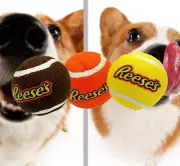 Reese’s 3 pack Squeaky Fetch Balls for Dogs