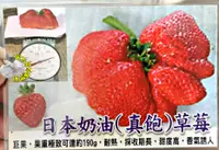 在飛比找樂天市場購物網優惠-[日本奶油草莓盆栽 真飽草莓 巨無霸草莓盆栽 超大草莓] 4