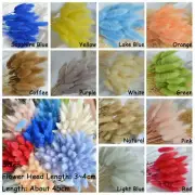 50x Rabbit Tail Grass Bunny Tails Dried Flowers Lagurus Ovatus Plant Home Decor