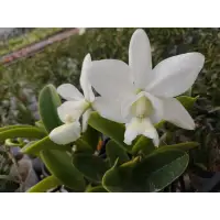 在飛比找蝦皮購物優惠-雪天使 C. nobilior var. alba " Sn