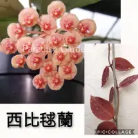 在飛比找蝦皮購物優惠-【天堂花園 Paradise Garden】西比毬蘭 hoy