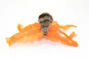Litterboy Pets Aracno Spider Attachment - Works Catcher Wands & Litterboy Rods