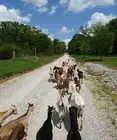 HAPPY GOAT CREAMERY GOAT MILK SOAP 36 BARS SPECIAL LISTING FOR MARFLORE