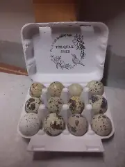 quail eggs ,12 eggs ,GOLIATH quail