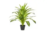 Rogue Artificial Potted Plant 2ft Fake Dracaena in Garden Pot Real Touch Indoor Home Office Decor