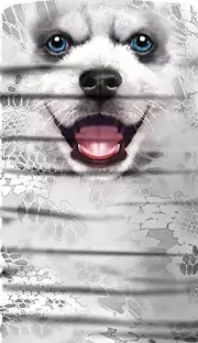 Junk Drawer - Face Mask/Scarf - Neck Gaiter - Huskie - Dog