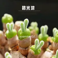 在飛比找蝦皮購物優惠-多肉植物 碧光環小兔子  帶球莖  綠植盆栽 超萌 非種子