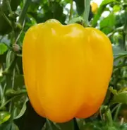CAPSICUM 'Golden Californian Wonder' seeds