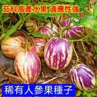 在飛比找蝦皮購物優惠-💥💥【人參果種子】香瓜茄 香瓜梨種子香艷茄種子 四季種植高產