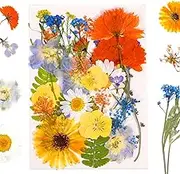 35Pcs Dried Pressed Flowers Real Dried Flowers for Crafts, Natural Bulk Dry Flowers for Resin Molds, for Scrapbooking DIY Candle Soap Jewelry Making Glass Frame
