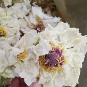 Peony Flower Dried White Peony Flower Petals Whole