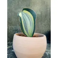 在飛比找蝦皮購物優惠-虎尾蘭 寶扇錦 Sansevieria Masoniana 