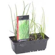 Green Chives Punnet - Allium schoenoprasum