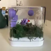 Jumping spider enclosure