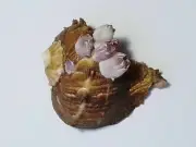 Muricidae Rapana Rapiformis Sea shell