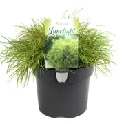 140mm Bower Wattle Lime Light - Acacia cognata