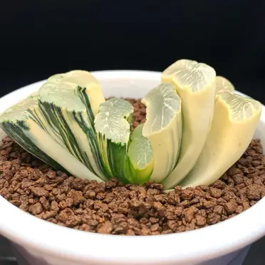玉扇錦的價格推薦- 2026年10月|飛比價格