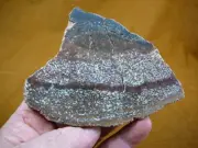(DF375-10) 8 oz Fossil REAL DINOSAUR Bone cabbing slab lapidary dinos fossils