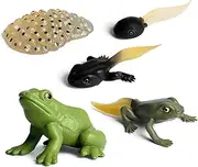 Life Cycle Figurines,Realistic Animal Life Growth Cycle Model Figure Toys - Frog Stages Figures Model for Learning and Educational Aids, Educational Development Tool