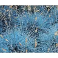 在飛比找蝦皮購物優惠-藍羊茅 Festuca glauca Elijah Blue